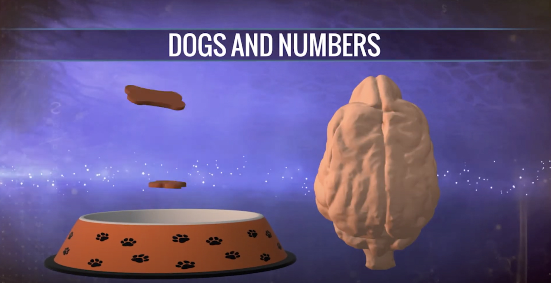 What has been Learned from Dog Neuroscience