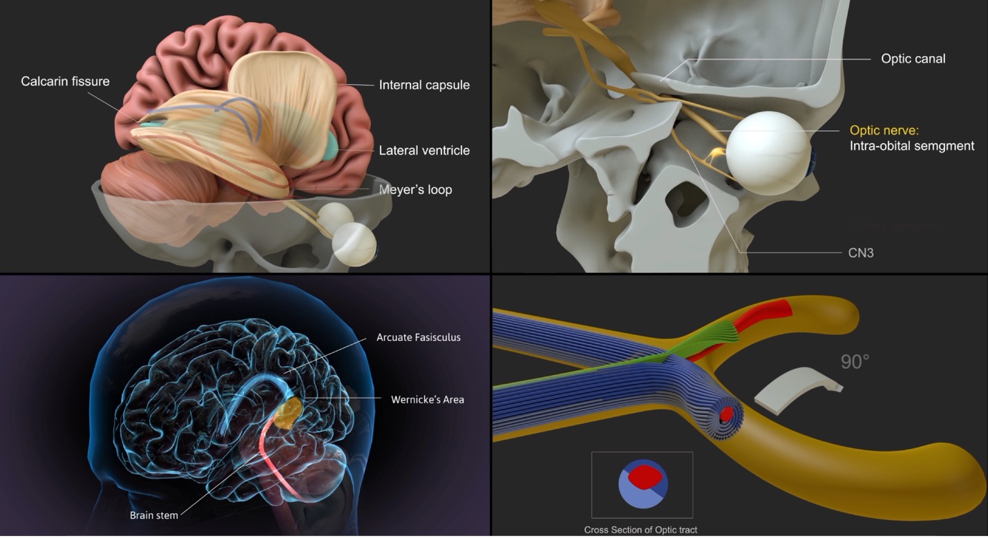Illustrations of the brain anatomy. Includes four illustrations. 
