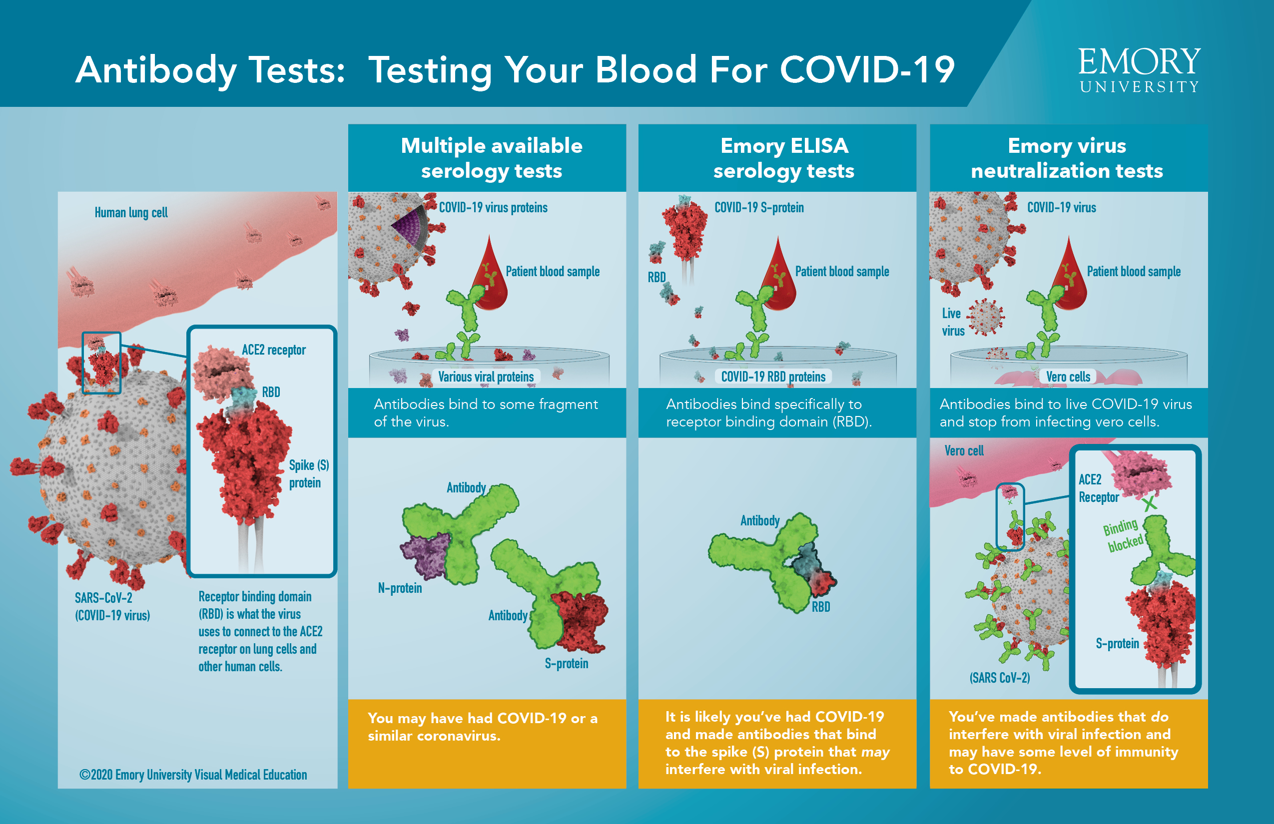 "Antibody Tests: Testing Your Blood for COVID-19". Series of illustrations depicting COVID-19 antibody testing.