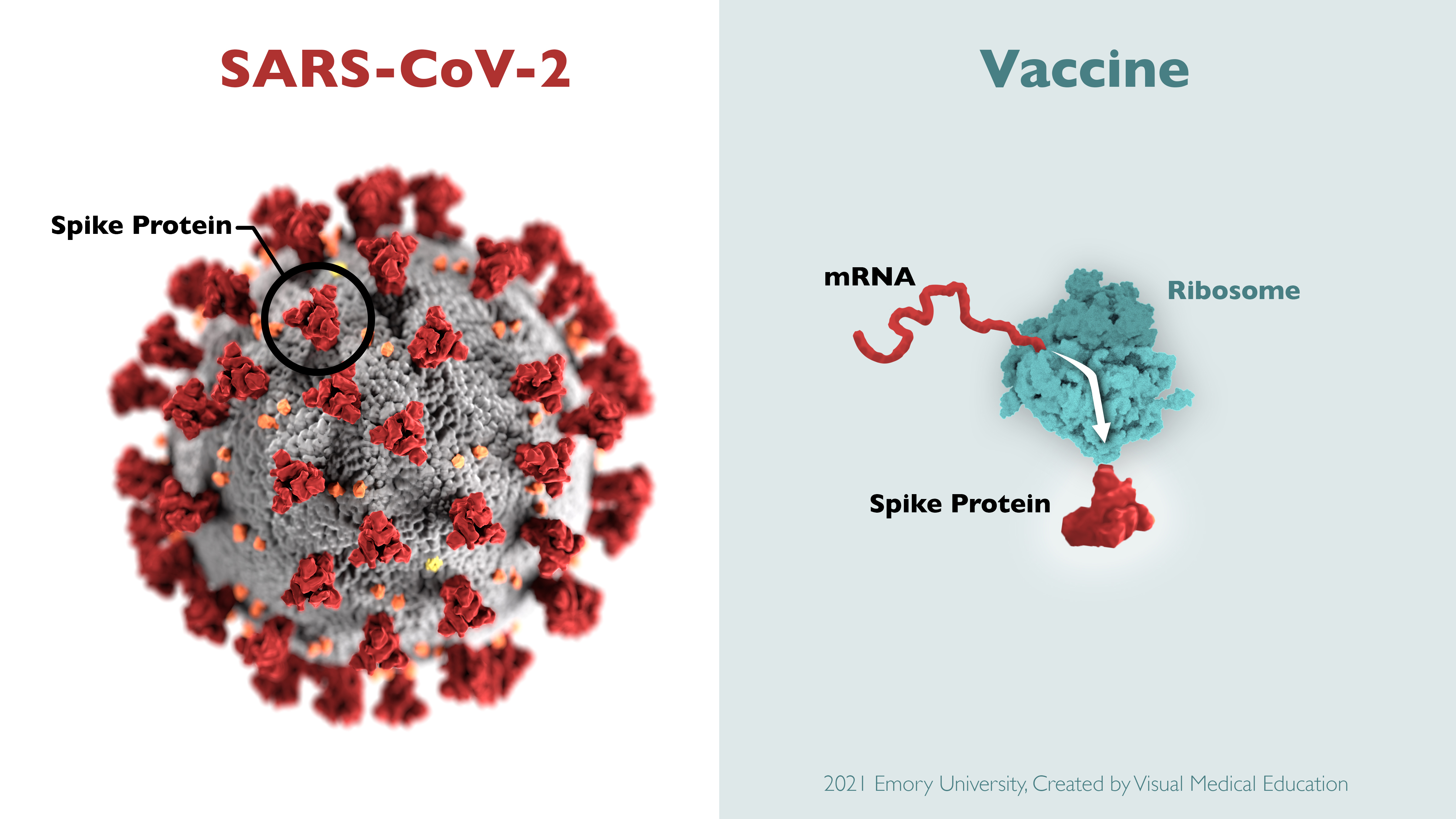SARS-COV-2 vs. Vaccine. This illustration depicts the production of spike protein by the body after the vaccine.