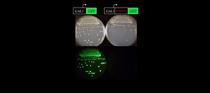 Use of a fluorescent reporter in a genetic screen for transcription termination factors in yeast. (Loya et al, 2012, Nucleic Acids Research 40:7476-7491.)