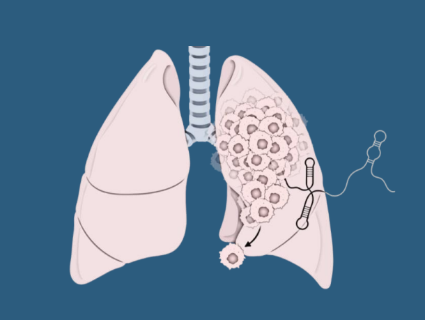 illustration of lungs 