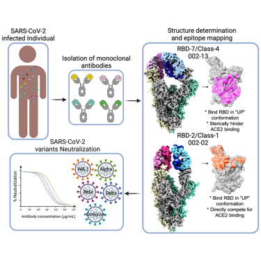 Image by Ortlund et al. in Structure publication 2023 - Molecular basis of SARS-CoV-2 Omicron variant evasion from shared neutralizing antibody response 