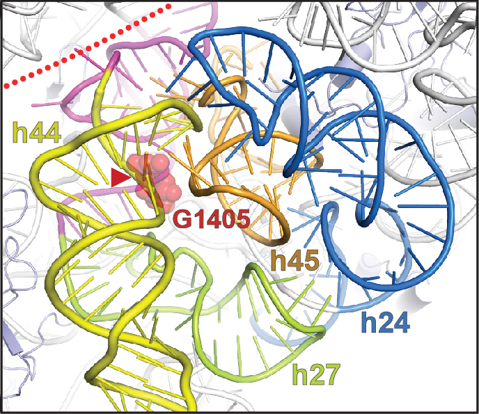 Aminoglycoside-resistance 16S rRNA methyltransferases