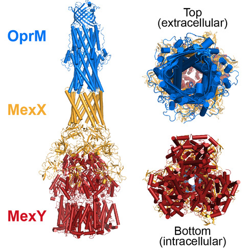 Bacterial RND multidrug efflux systems