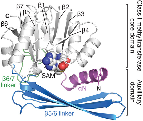 EF-Tu Lysine 5 (K5) trimethylation in P. aeruginosa