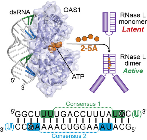 RNA-mediated regulation of OAS