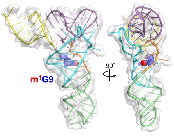 tRNA modification by Trm10  