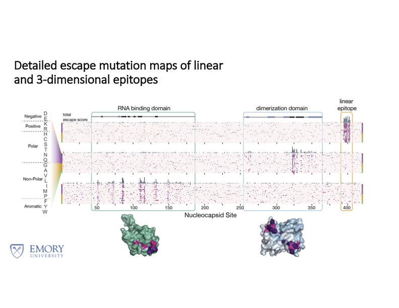 RADx_EscapeMutationProfiles