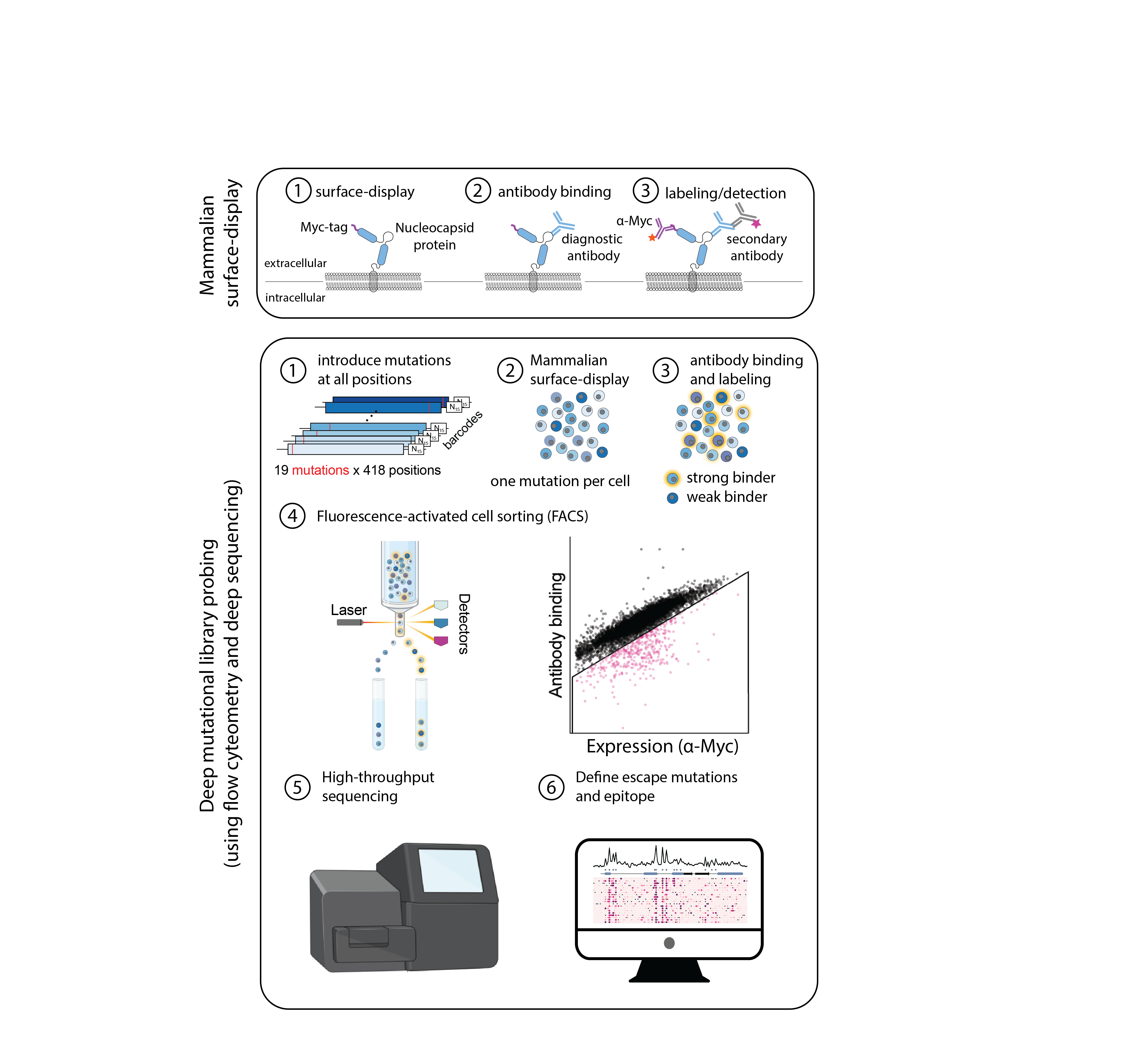 Mammalian Surface Display and Deep Mutational Library