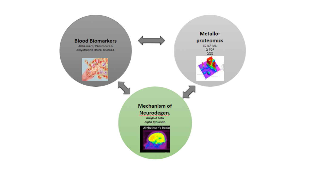 A animated figure of the cycle of blood biomarkers, metallo-proteomics, and mechanism of neurodegen as it pertains to Alzheimer's Disease, Parkinson's Disease, and Amyotrophic lateral sclerosis.