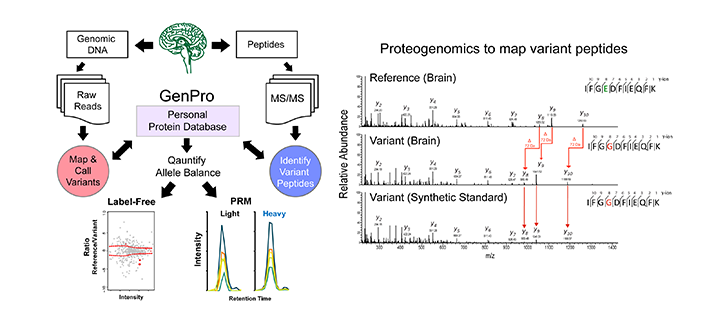 Proteogenomics to map variant peptides
