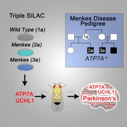 Faundez Lab Publication Image Published in Cell Systems