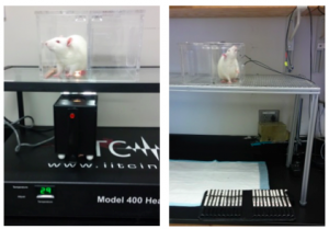 Commonly used behavioral techniques include thermal latency (left), mechanical sensitivity (right), and open field locomotion 