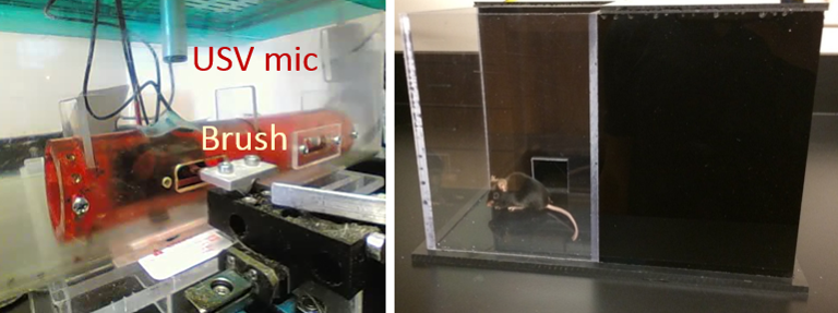 Studies to assess respiratory rates, ultrasonic vocalizations (USV) and at-level allodynia in mice.