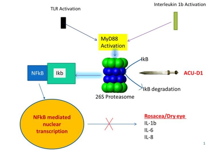 Mechanism of action of ACU-D1. ACU-D1 blocks the activity of the 26S proteasome. By blocking the activity of the 26S proteasome, the degradation of inhibitor of NFkB (IkB) is prevented. If IkB is not degraded, then IkB prevents the activation of NFkB