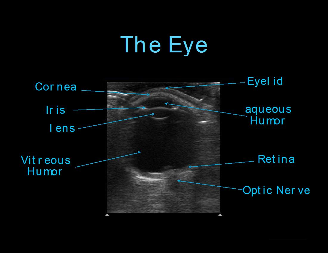 normal eye