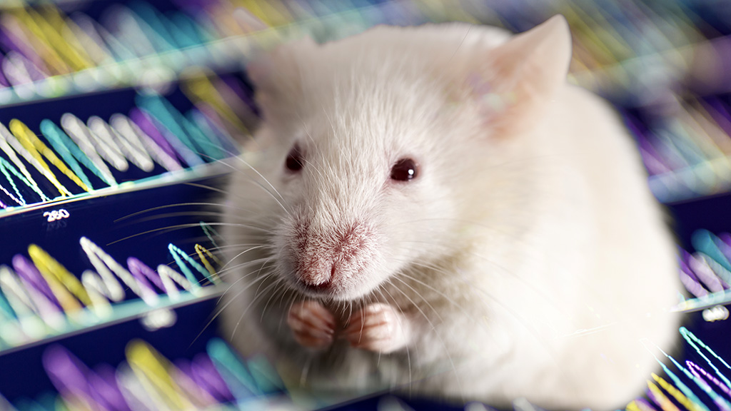 Laboratory mouse (stock image)