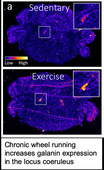 Chronic wheel running increases galanin expression in the locus coeruleus