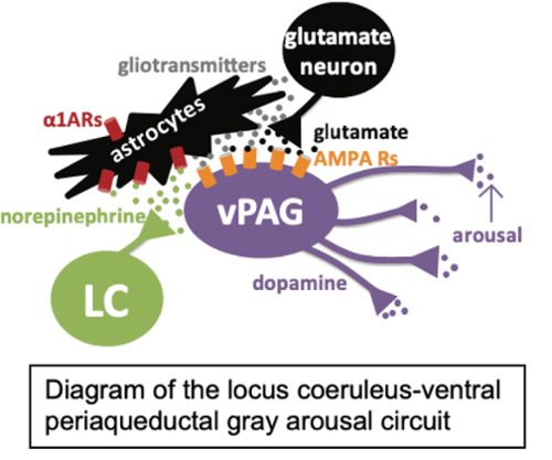 Diagram of locus coereleus ventral periaqueductal gray arousal circuit