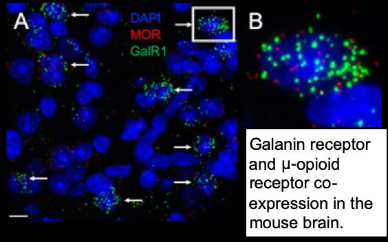 Galanin receptor in mouse brain graphic