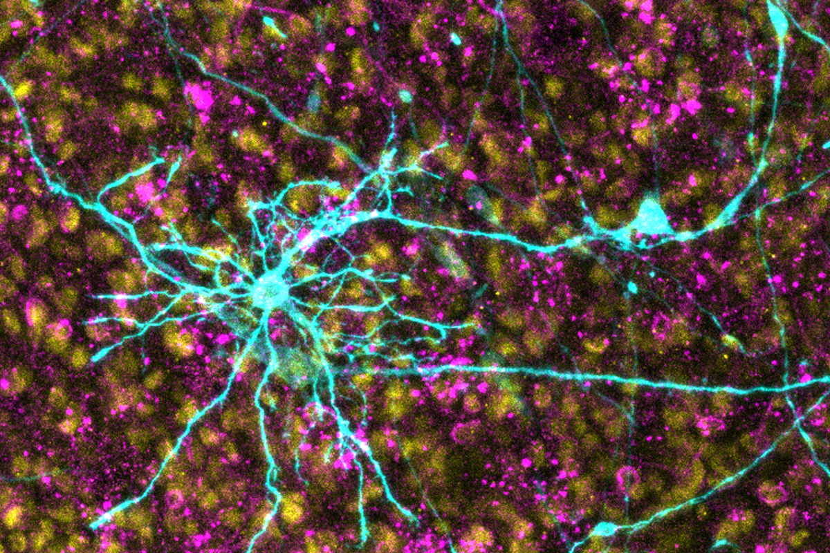 Astrocytes in developing brain organoids