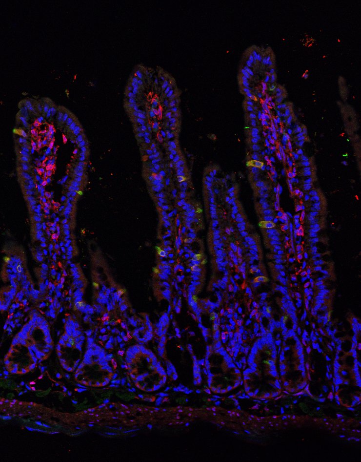 Chromatin regulation in intestinal stem cell biology