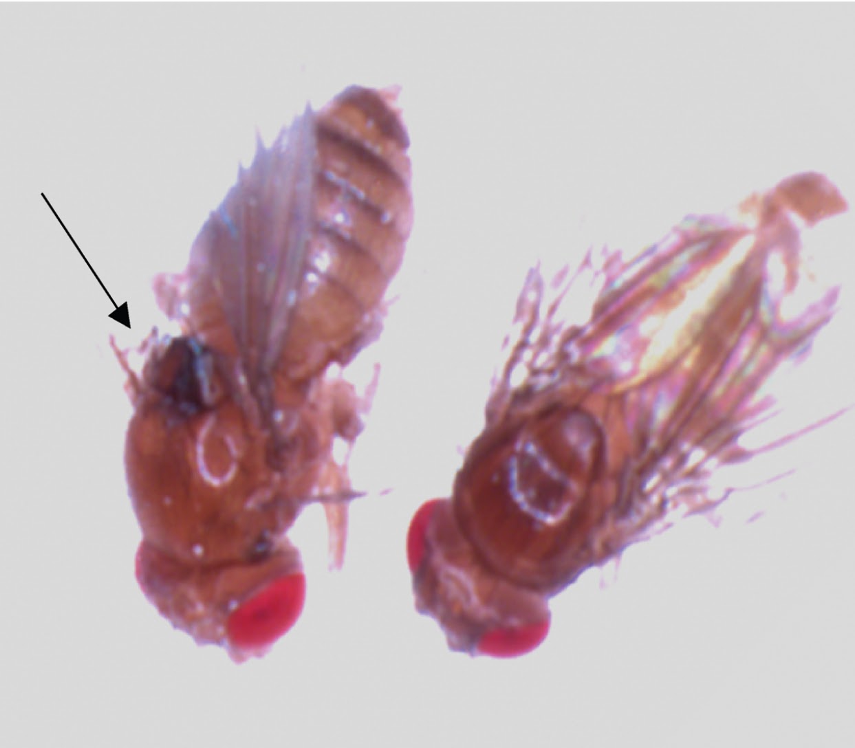 Wild-type fly pricked with 2.6 μg μl−1 rPrtS-E168A