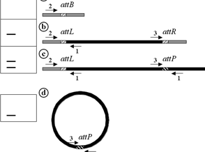 Identification and isolation of lysogens with induced prophage