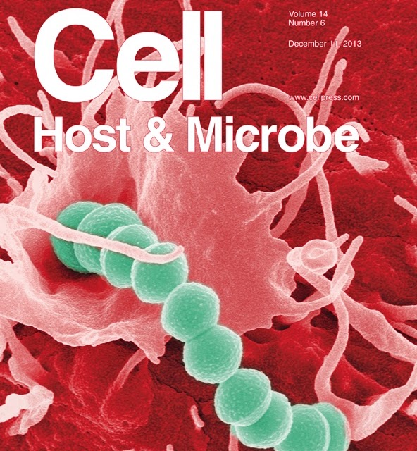S. pyogenes Escapes Autophagy