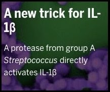 A one-protein signaling pathway in the innate immune system