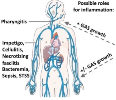 Current Opinions in Microbiology publication figure