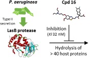 Pseudomonas aeruginosa LasB elastase inhibitors and their impact on LasB-mediated activation of IL-1β in cellular and animal infection models
