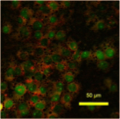 Infection Immunity publication figure
