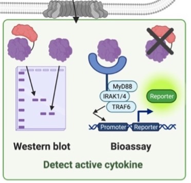 Methods Mol Biol publication figure