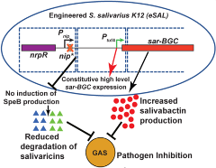 Nature Microbiology publication figure