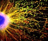 Stem Cell Reports publication figure