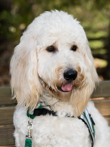 Tidings, canine for kids therapy dog