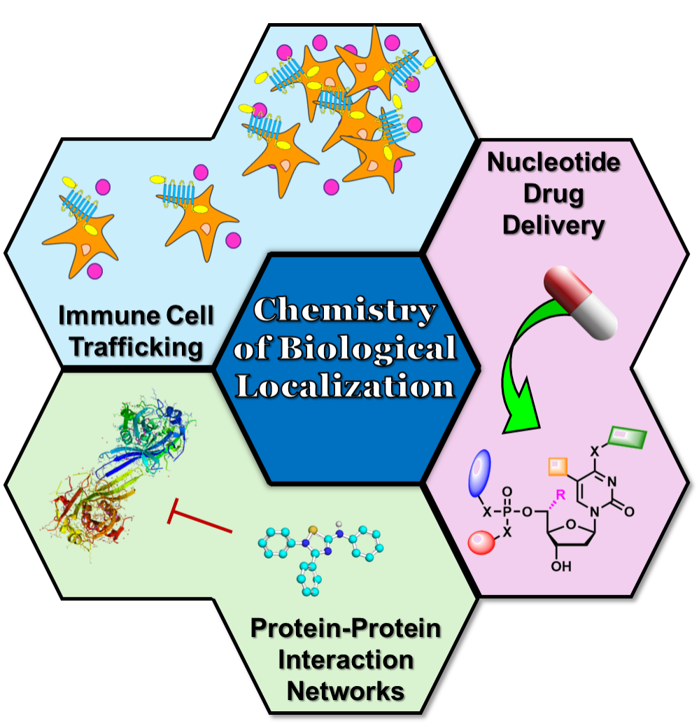 Chemistry of Biological Localization