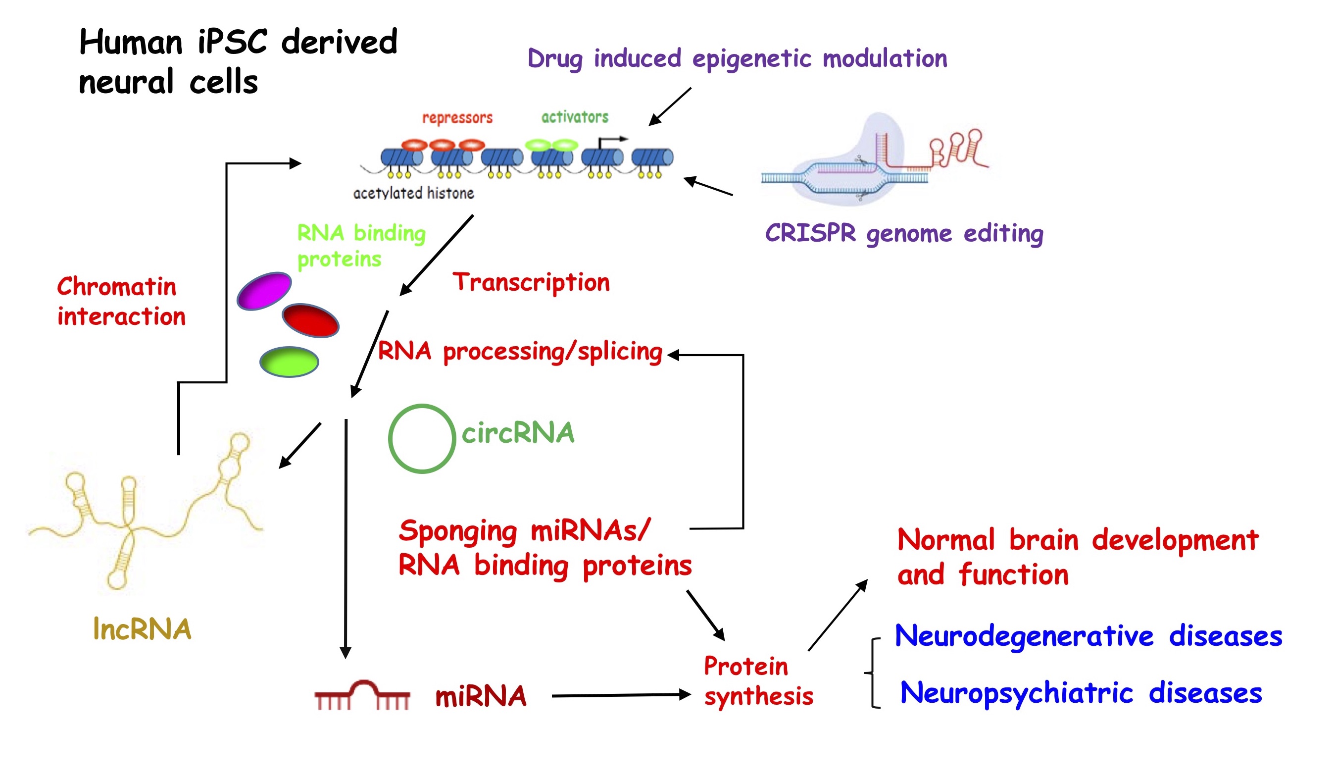 Dr. Yue Feng Research Model