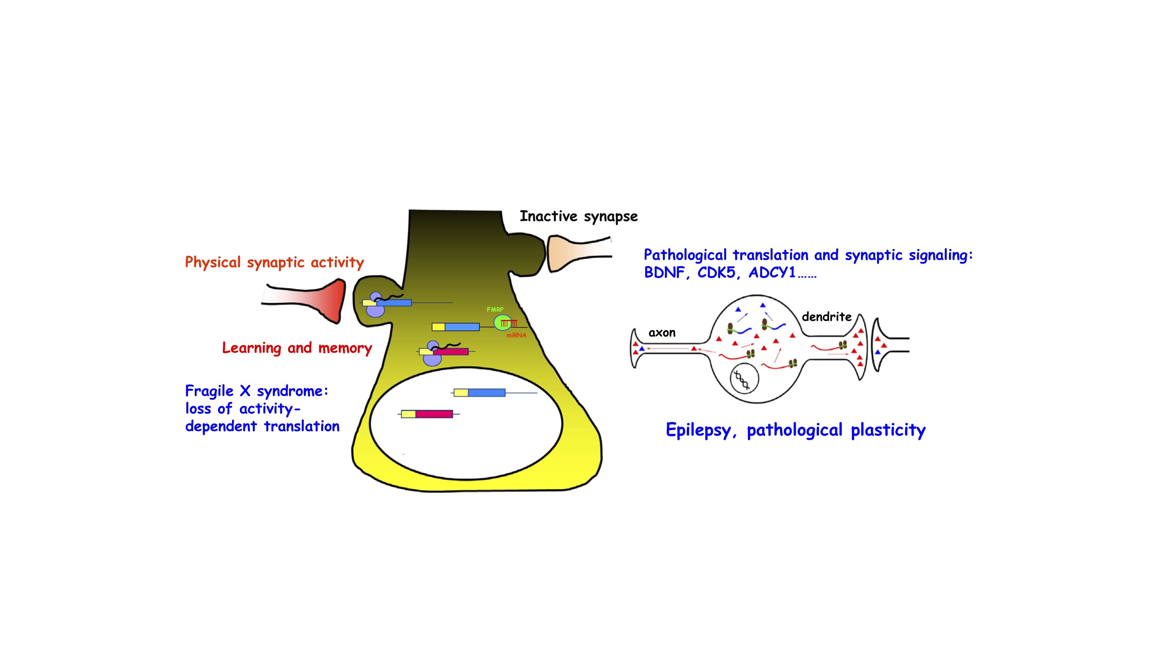 Dr. Yue Feng Research Model