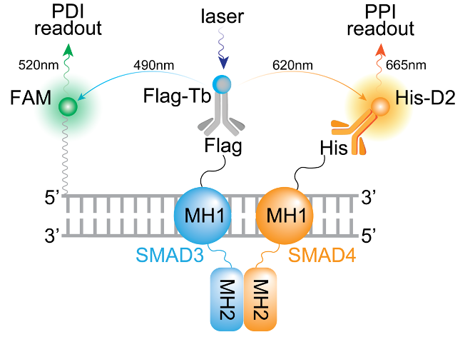 SMAD4-SMAD3-DNA complex