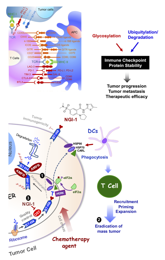 Immune Checkpoint Function