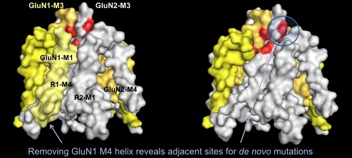 Removing GluN1 M4 helix reveals adjacent sites for de novo mutations