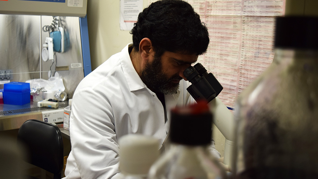 Tahseen Nasti, PhD working at the microscope.