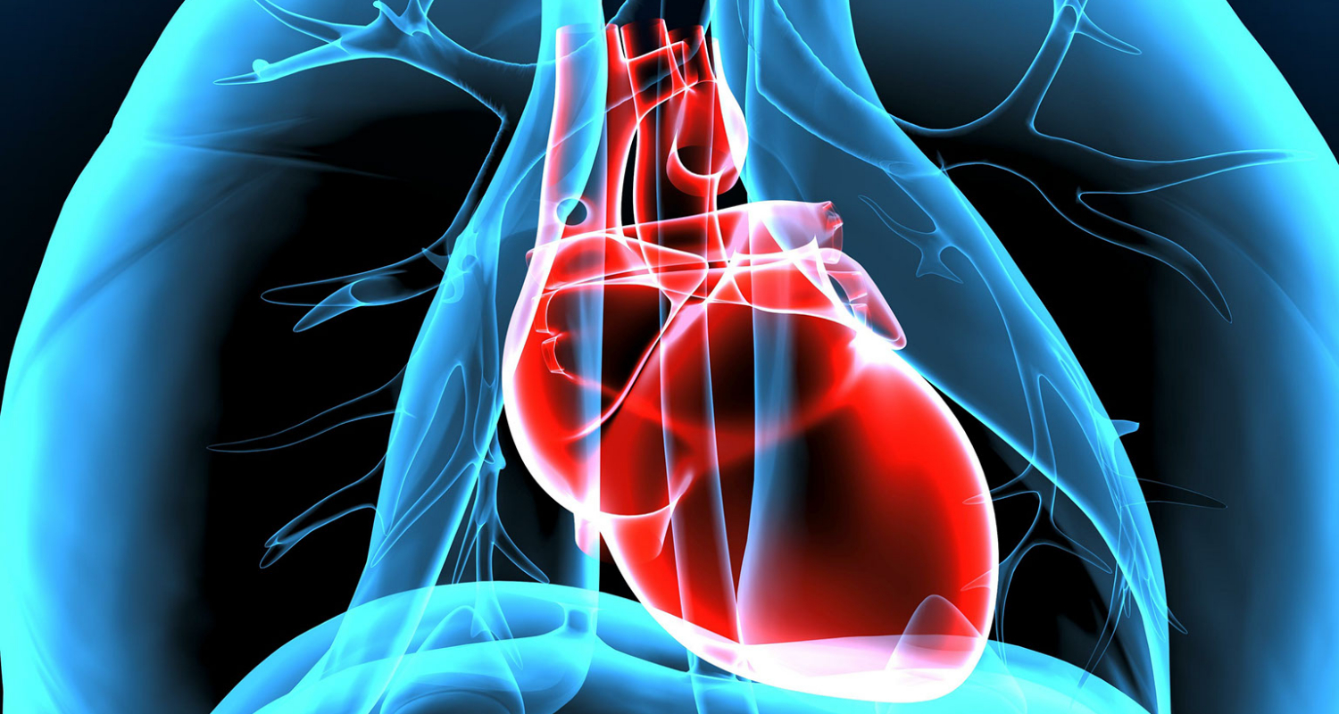 stylized image of a heart inside the chest
