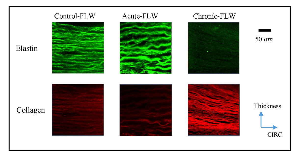 Collagen Elastin