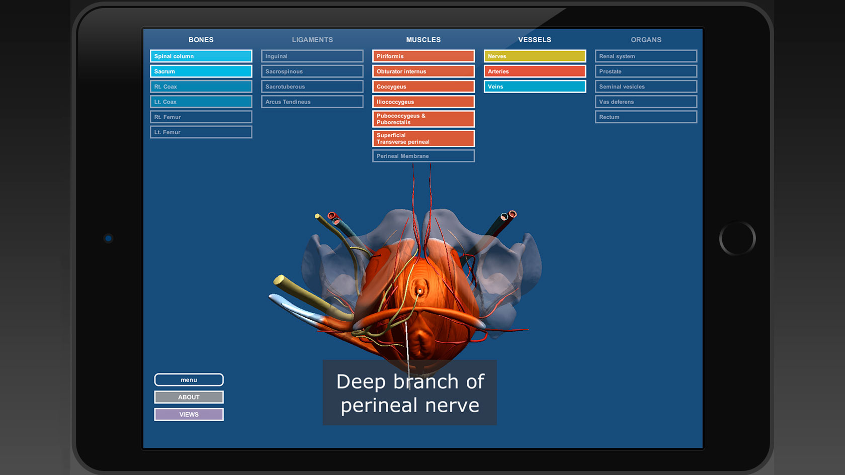 screenshot from Male Pelvic Anatomy app.