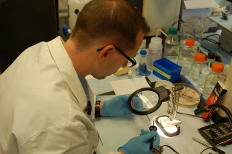 Willie Lab Work