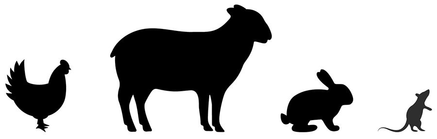 The Chicken Came First